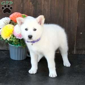 Benny, German Shepherd Mix Puppy