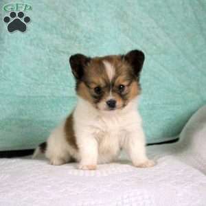 Benny, Papillon Puppy