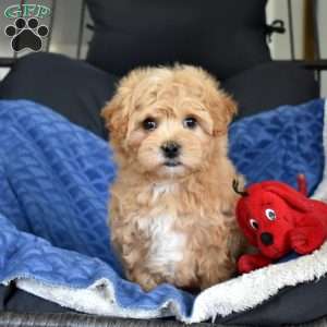 Benny, Maltipoo Puppy