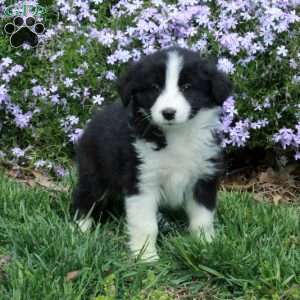 Benny, Australian Shepherd Puppy