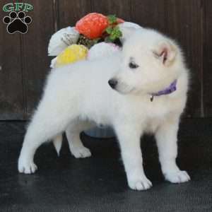 Benny, German Shepherd Mix Puppy