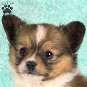 Benny, Papillon Puppy