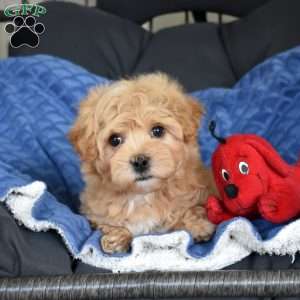Benny, Maltipoo Puppy