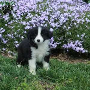 Benny, Australian Shepherd Puppy