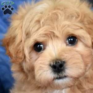 Benny, Maltipoo Puppy
