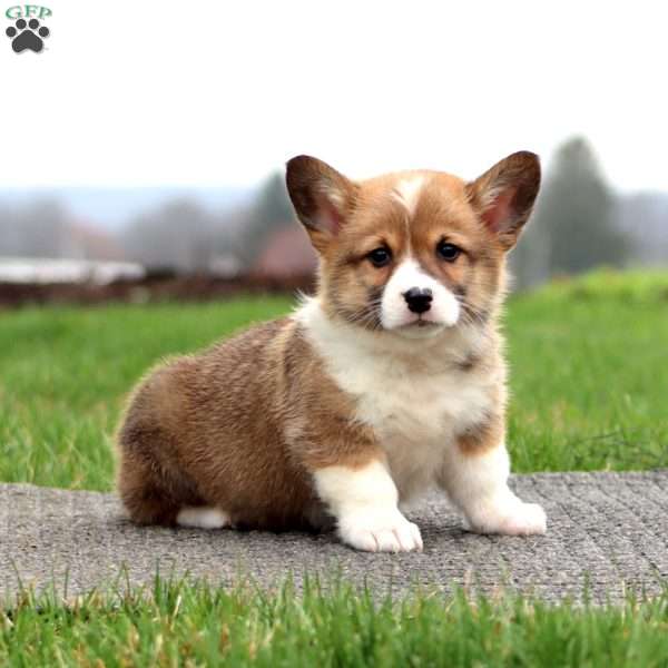 Benny, Pembroke Welsh Corgi Puppy