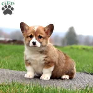 Benny, Pembroke Welsh Corgi Puppy