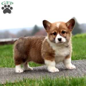 Benny, Pembroke Welsh Corgi Puppy