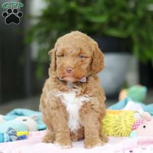 Benny, Mini Goldendoodle Puppy