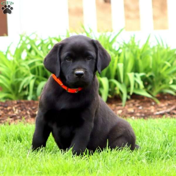 Betsy, Black Labrador Retriever Puppy