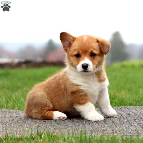 Betsy, Pembroke Welsh Corgi Puppy