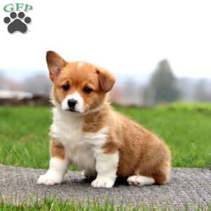 Betsy, Pembroke Welsh Corgi Puppy