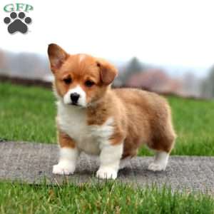Betsy, Pembroke Welsh Corgi Puppy