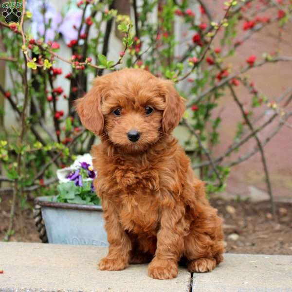 Betty, Mini Bernedoodle Puppy