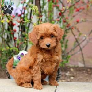 Betty, Mini Bernedoodle Puppy