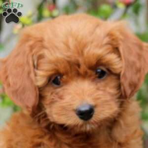 Betty, Mini Bernedoodle Puppy