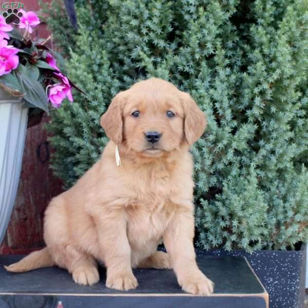 Bingo, Golden Retriever Puppy