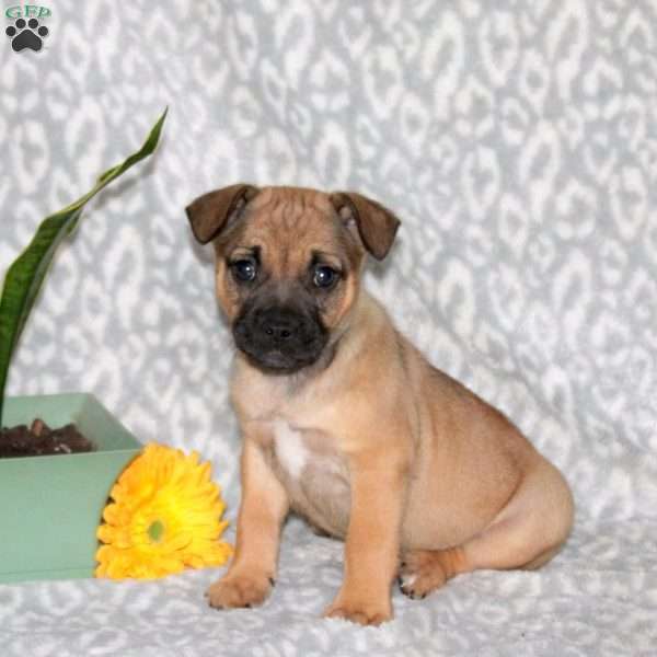 Bingo, French Bulldog Mix Puppy