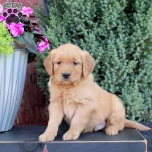 Bingo, Golden Retriever Puppy
