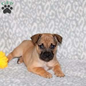Bingo, French Bulldog Mix Puppy