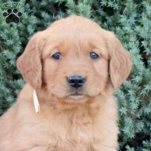 Bingo, Golden Retriever Puppy