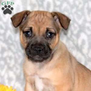 Bingo, French Bulldog Mix Puppy