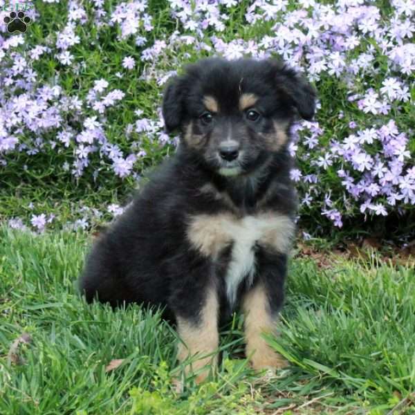 Birdie, Australian Shepherd Puppy
