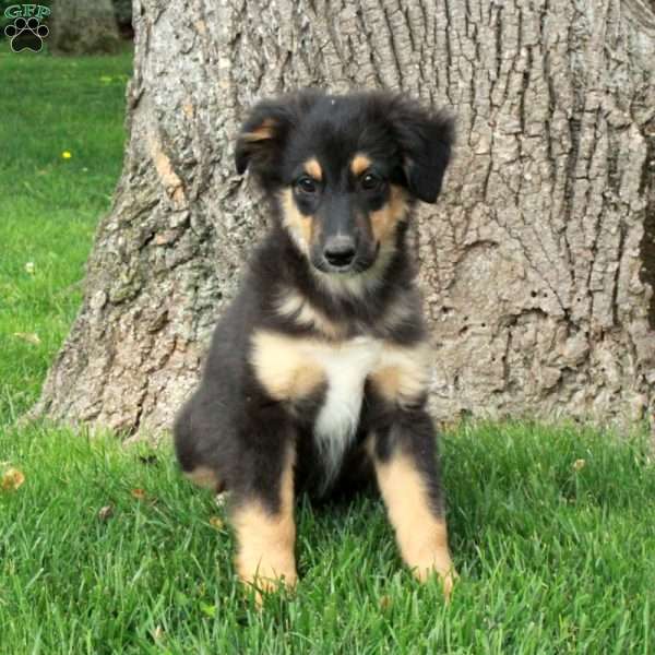 Birdie, Australian Shepherd Puppy