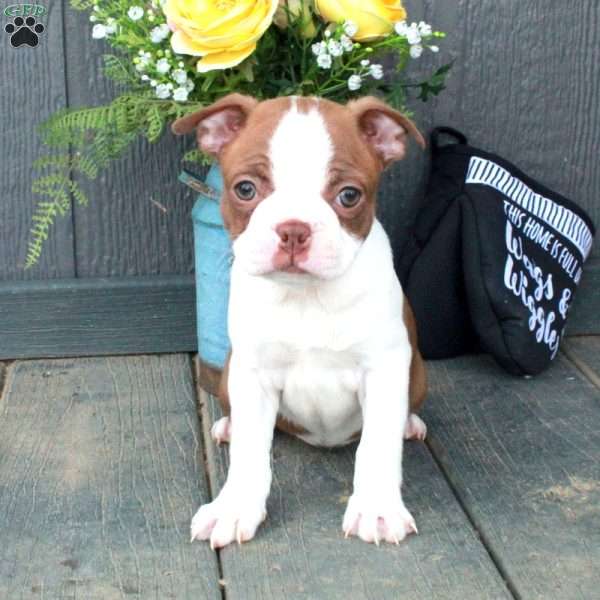 Birdie, Boston Terrier Puppy