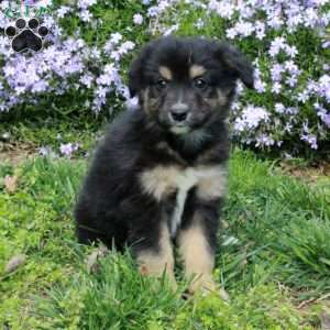 Birdie, Australian Shepherd Puppy