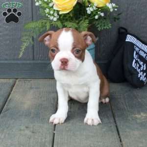 Birdie, Boston Terrier Puppy
