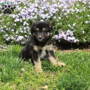 Birdie, Australian Shepherd Puppy