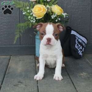 Birdie, Boston Terrier Puppy