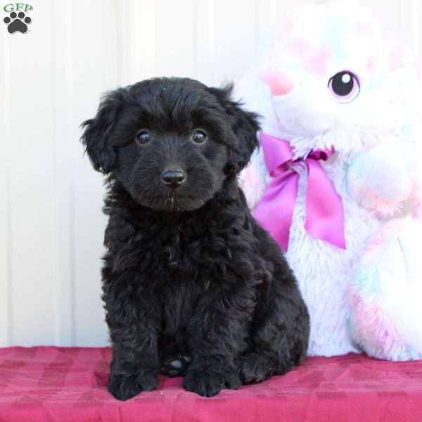 Birdie, Mini Labradoodle Puppy