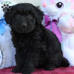 Birdie, Mini Labradoodle Puppy