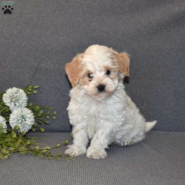 Biscuit, Maltipoo Puppy