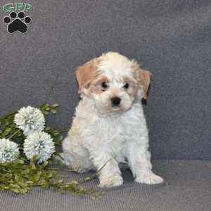 Biscuit, Maltipoo Puppy