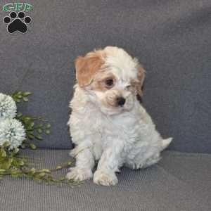 Biscuit, Maltipoo Puppy