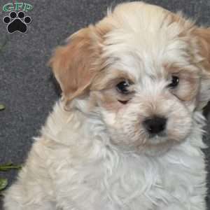 Biscuit, Maltipoo Puppy