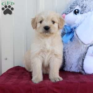 Biscuit, Mini Labradoodle Puppy
