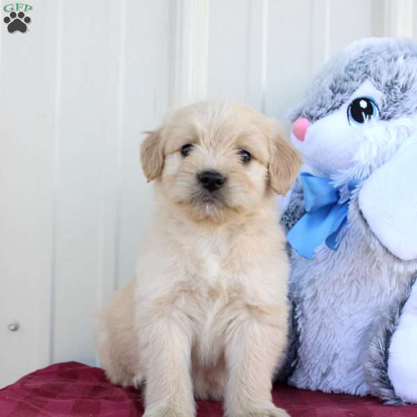 Biscuit, Mini Labradoodle Puppy