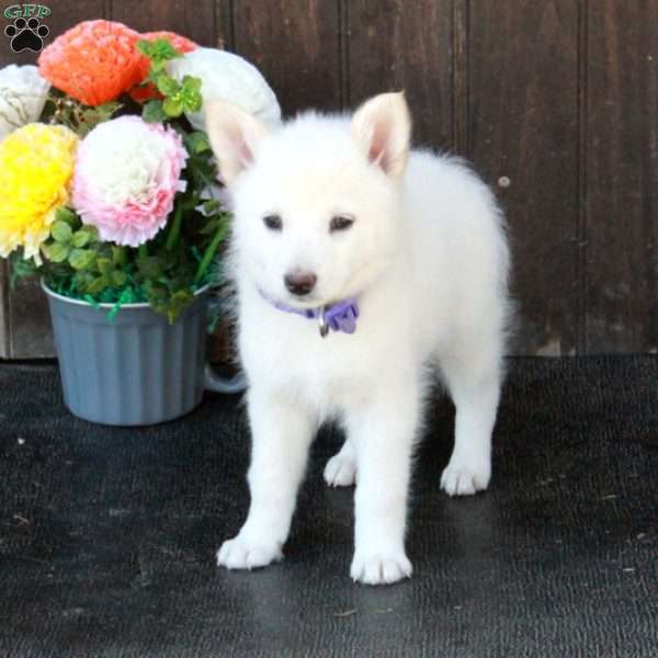 Blaire, German Shepherd Mix Puppy