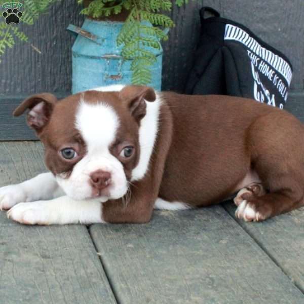 Blaire, Boston Terrier Puppy