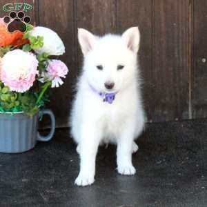 Blaire, German Shepherd Mix Puppy