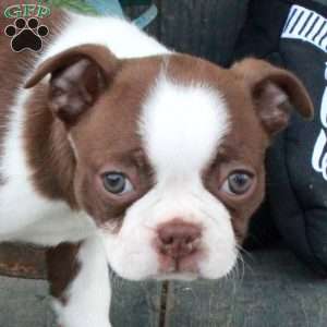 Blaire, Boston Terrier Puppy