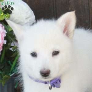 Blaire, German Shepherd Mix Puppy