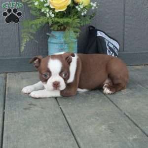 Blaire, Boston Terrier Puppy