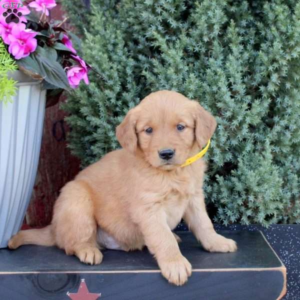 Blaze, Golden Retriever Puppy