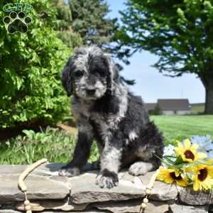 Blaze, Rottie-Poo Puppy