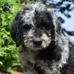 Blaze, Rottie-Poo Puppy